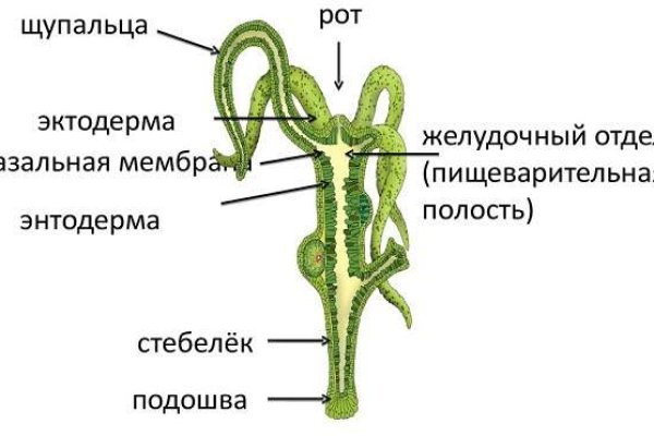 Мега гидра